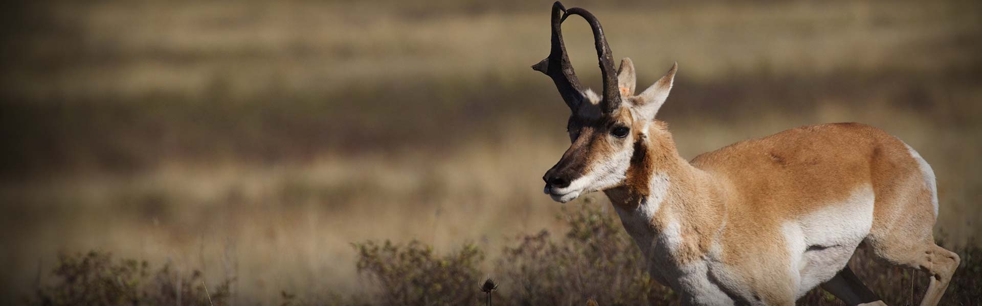 Arizona Antelope Hunting