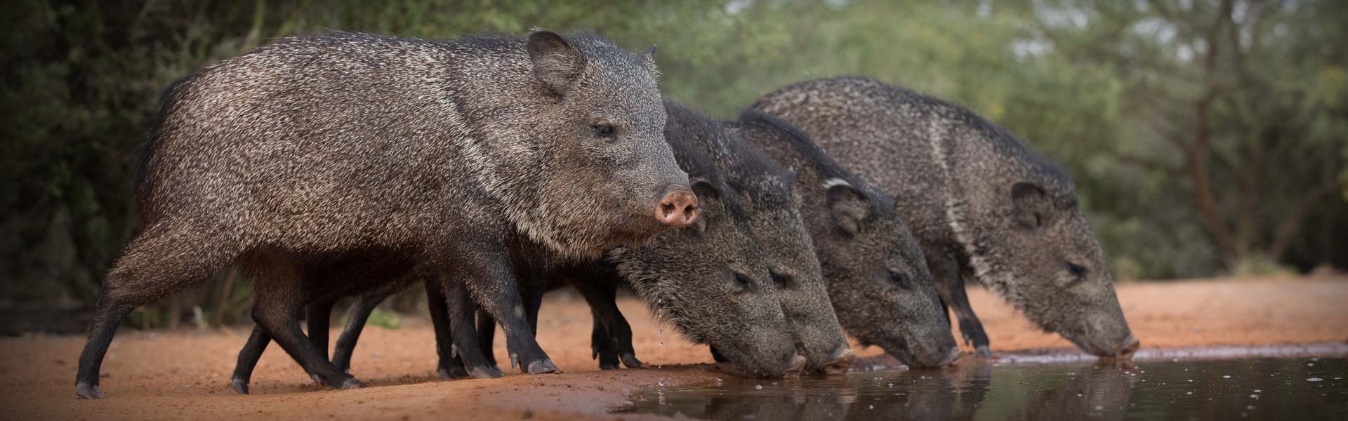 Arizona Javelina Hunts AZ Javelina Hunting Guide