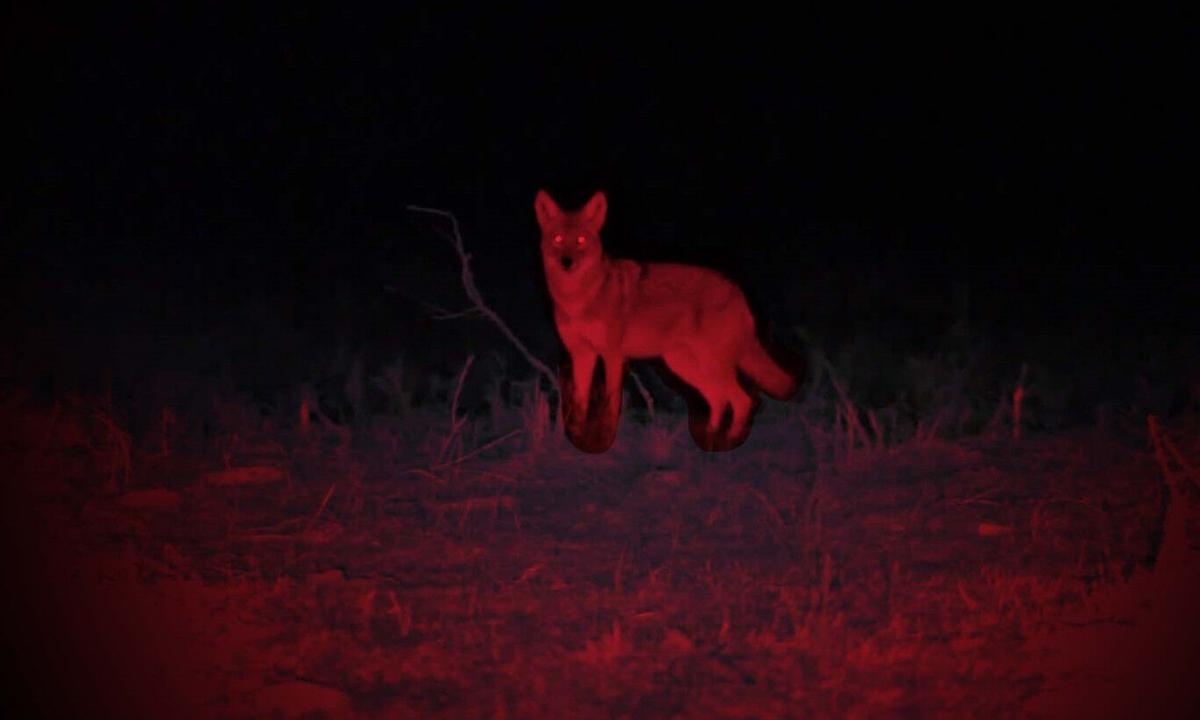 Arizona Night Hunts