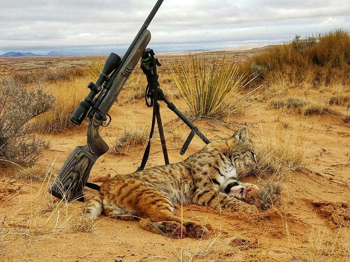 Arizona Predator Hunting Outfitters AZ Predator Night Hunts, Guided