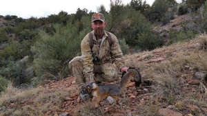Grey Fox